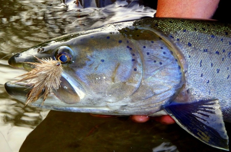 Dry Fly &amp; Hucho Taimen