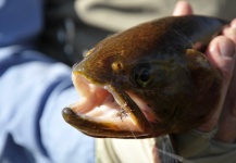  Fotografía de Pesca con Mosca de Cutthroat trout por Greg McCrimmon – Fly dreamers 
