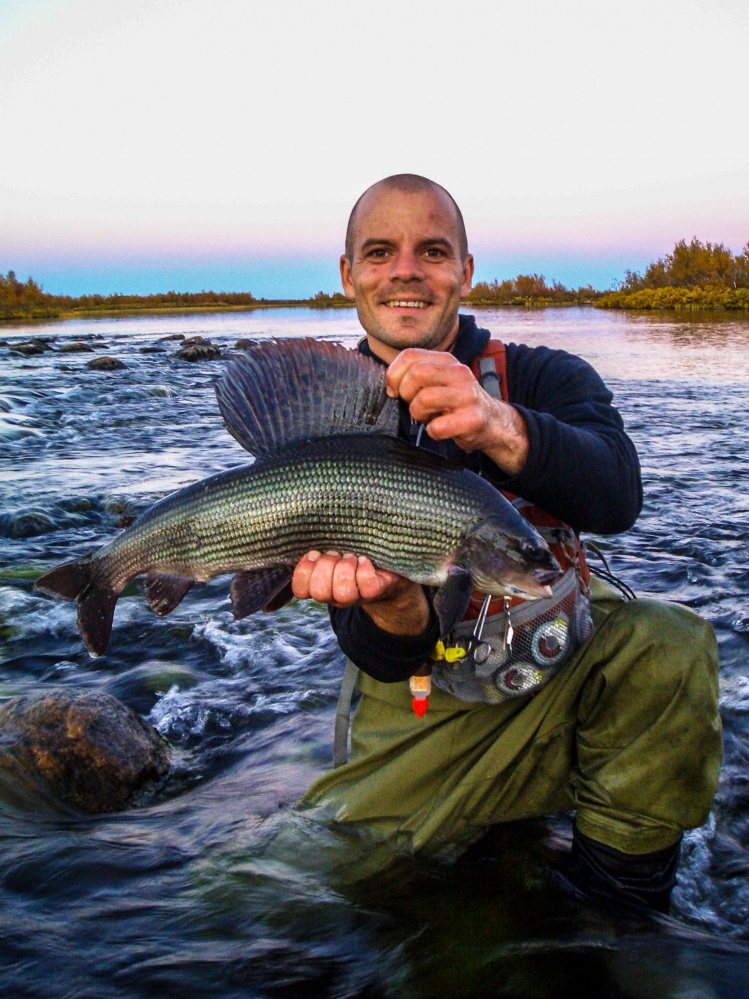 An absolutely amazing individual of an Arctic Grayling!