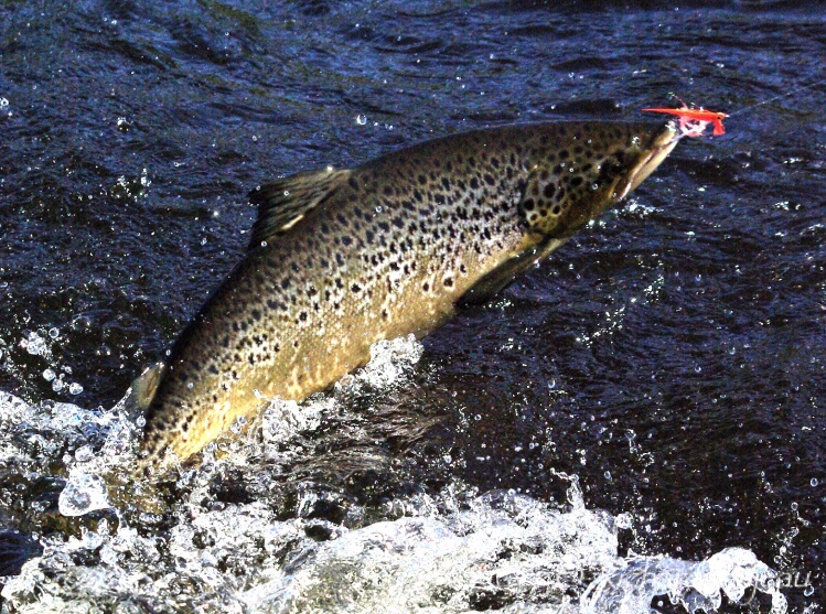 Landlocked Salmon of the Caniapiscau River
