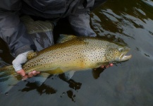 Dmitry Umanski 's Fly-fishing Photo of a Brown trout – Fly dreamers 