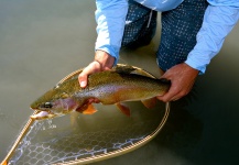 Fly-fishing Image of Fine Spotted Cutthroat shared by Zach Lass – Fly dreamers