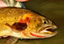 Fly-fishing Picture of Clarks trout shared by Greg McCrimmon – Fly dreamers