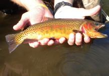 Greg McCrimmon 's Fly-fishing Picture of a Native trout – Fly dreamers 