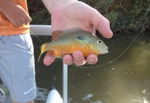 Michael Leishman 's Fly-fishing Photo of a Sunfish – Fly dreamers 
