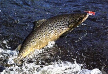 Richard Majeau 's Fly-fishing Catch of a Landlocked Salmon – Fly dreamers 