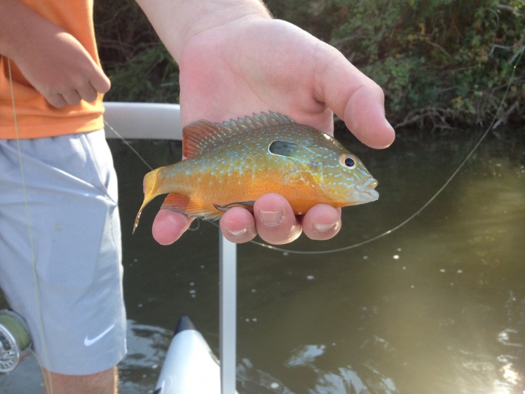 Long Ear Sunfish