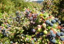 Naturaleza de Coyhaique