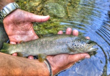 Roberto Catapano 's Fly-fishing Image of a Brown trout – Fly dreamers 