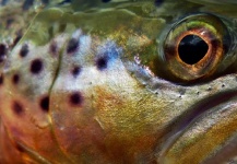 Lex Story 's Fly-fishing Photo of a Cutthroat – Fly dreamers 