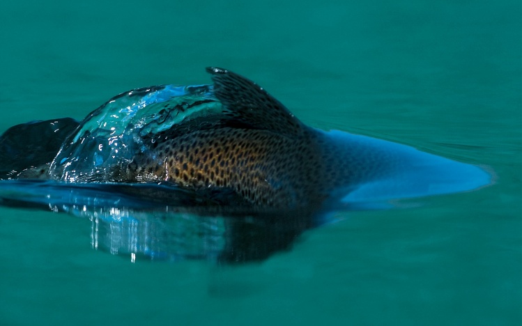 A brown trout breaking the surface after having sipped a  dry fly.