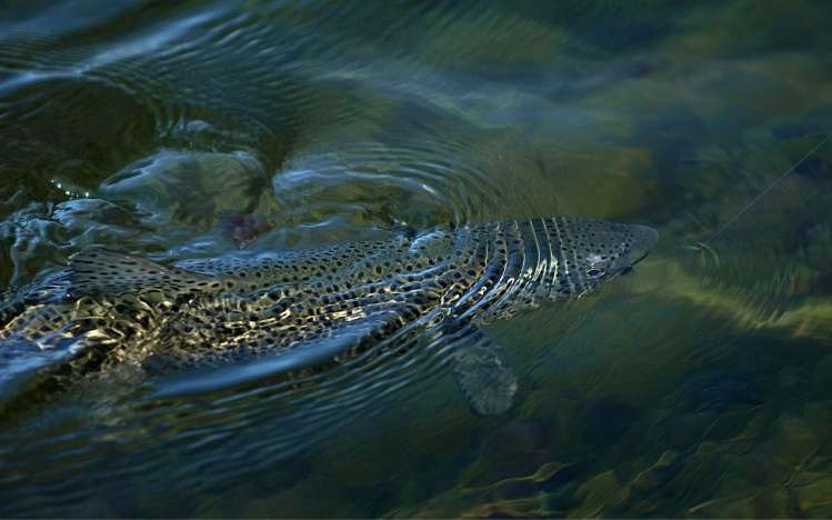 A lovely Arctic brown trout has taken a dry fly and is fighting bravely to spit it again.