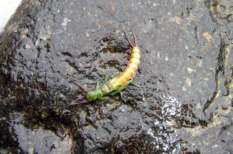 www.lavaguada.cl: Una ninfa de Stone fly (Plecóptera) de las aguas de la región de Los Ríos - Sur de Chile