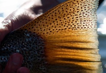 Arctic Silver 's Fly-fishing Photo of a Brown trout – Fly dreamers 