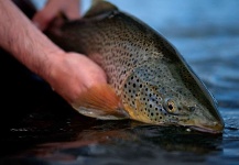 Fly-fishing Image of Brown trout shared by Arctic Silver – Fly dreamers