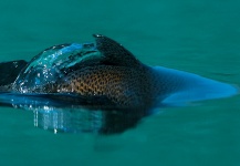 Fly-fishing Image of Brown trout shared by Arctic Silver – Fly dreamers