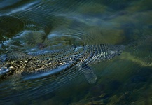 Fly-fishing Picture of Brown trout shared by Arctic Silver – Fly dreamers