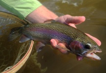  Foto de Pesca con Mosca de Trucha arcoiris compartida por Peter Breeden – Fly dreamers