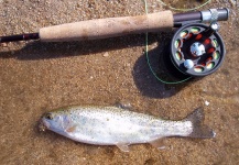 Santiago Gigena 's Fly-fishing Photo of a Rainbow trout – Fly dreamers 