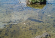 Pesca de Azules y algo más en arroyos de la ROU