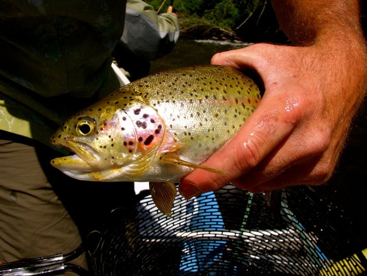 West Fork of the Bitterroot