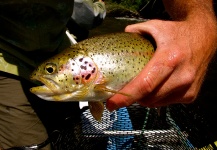  Foto de Pesca con Mosca de Cutthroat compartida por Mike Campbell – Fly dreamers