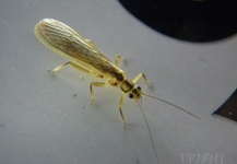  Genial Fotografía de Entomología y Pesca con Mosca compartida por Bo Rovan – Fly dreamers