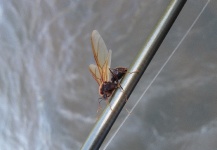  Imagen de Entomología y Pesca con Mosca compartida por Mau Velho – Fly dreamers