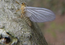 Mira esta foto de Entomología y Pesca con Mosca de Bo Rovan – Fly dreamers