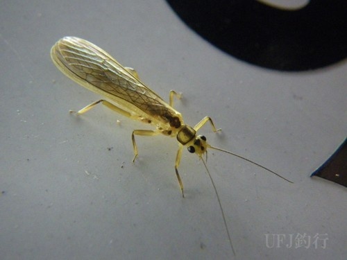 stonefly