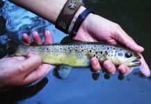 Copolovici Calin 's Fly-fishing Photo of a Brown trout – Fly dreamers 