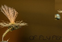 Fly Photo by Alexander Fahrion – Fly dreamers 