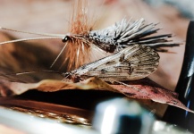 Brant Fageraas 's Good Fly-fishing Entomology Image – Fly dreamers 