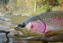 Deb Paskall 's Fly-fishing Catch of a Rainbow trout – Fly dreamers 