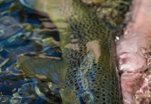 Project X Fly Fishing Photography Stephane 's Sweet Fly-fishing Photo – Fly dreamers 