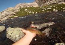 Andrew Masters 's Fly-fishing Pic of a Golden Trout – Fly dreamers 