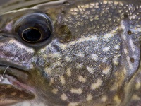 Foto de pesca con mosca