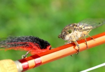 Marcelo Morales 's Nice Fly-fishing Entomology Picture – Fly dreamers 
