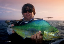 Fly-fishing Pic of Dorado - Mahi Mahi shared by Arturo Monetti – Fly dreamers 