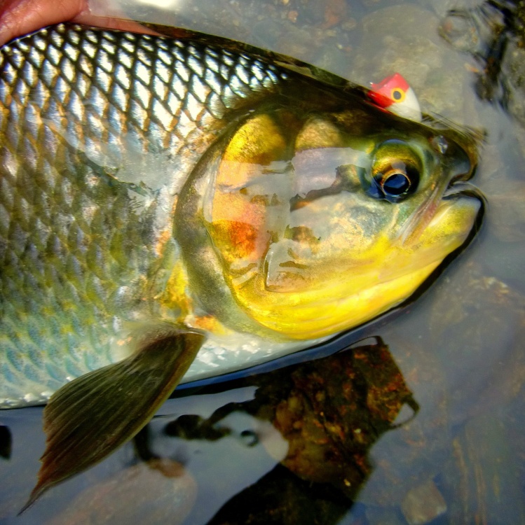 Brycon Moorei pescada con Popper