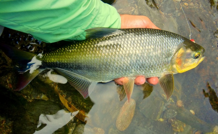 Dorada o Mueluda (Brycon Moorei)