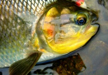 CARLOS ESTEBAN RESTREPO 's Fly-fishing Picture of a Brycon Moorei – Fly dreamers 