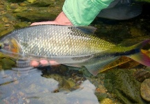 CARLOS ESTEBAN RESTREPO 's Fly-fishing Picture of a Brycon Moorei – Fly dreamers 