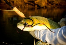Vicente Botta 's Fly-fishing Picture of a Golden Dorado – Fly dreamers 