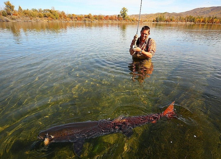 Martin with a world-record class Taimen at the Selenge River, near one of our 10 Taimen camps, which we are running across northern Mongolia, - from the High Altai Mountains in the West, to the green hills of Manchuria in the East ...
Photo by Olivier Po