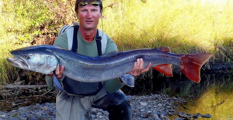 A steel-blue Eastern Taimen from our fall season camp at the Chalchyn River, Amur Basin, Manchuria.