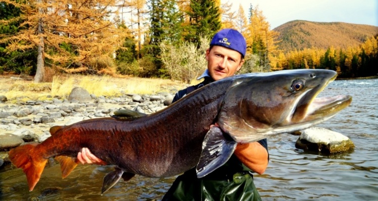 Our fall Taimen season 2013 is not fully completed yet, but here is our client David from the Czech Republic with one his record-class Taimen from the Shishkid River in October ...