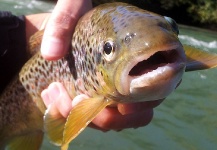 Fly fishing trip River Eisack (Sout Tyrol)