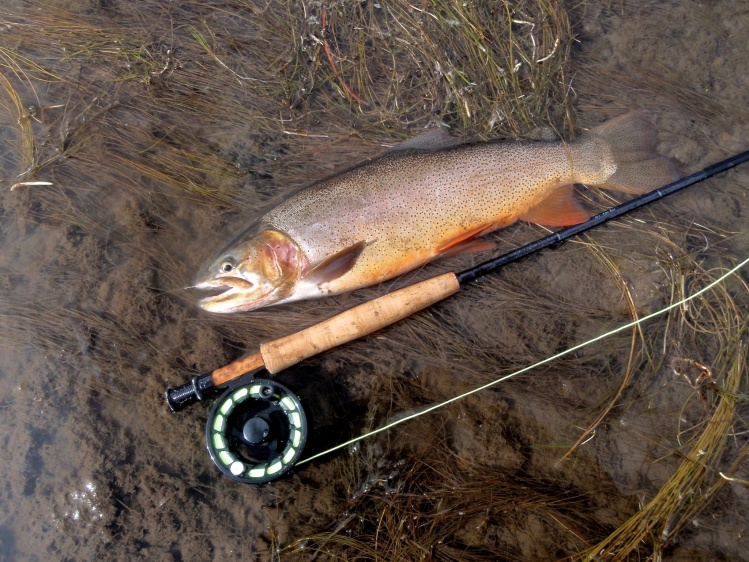 Beautiful Dream Stream cutthrout trout caught on a HMG BWO Nymph.