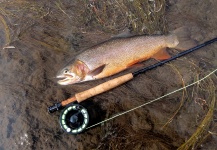 Joe Nicklo 's Fly-fishing Photo of a Cutthroat – Fly dreamers 